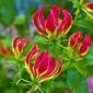 Gloriosa, Fire Lily, Flame Lily Rothschildiana