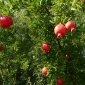 드워프 석류 씨앗 - Punica granatum var. 나나 - 30 종자