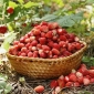 野草莓“Mignonette”林地草莓，高山草莓，喀尔巴阡草莓，欧洲草莓，fraisier des bois  -  320种子 - Fragaria vesca - 種子
