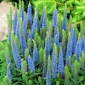 Veronica, Speedwell Light Blue - květinové cibulky / hlíza / kořen - Veronica spicata
