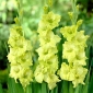 Gladiolus, Gladiole, Schwertblume Green Star - 5 Zwiebeln