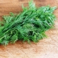 ガーデンディル "ルクルス"  -  2800種 - Anethum graveolens L. - シーズ