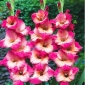 Gladiolus Ted's Favorite - 5 buc. - Gladiolus Ted's Favourite