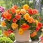 Begonia "Golden Balcony" - fioriture in colori caldi - 2 szt - 
