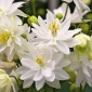 Ancolie commune - White Barlow - Aquilegia vulgaris