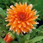 Dahlia Color Spectacle - květinové cibulky / hlíza / kořen