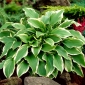 Hosta, Plantain Lily Carol - cibule / hlíza / kořen