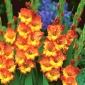 Kardvirág Sunshine - csomag 5 darab - Gladiolus Sunshine