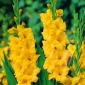 Gladiolus gul - XXL - pakke med 5 stk
