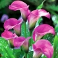 Zantedeschia - Pink - roze