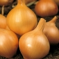 Onion Wolska seeds - Allium cepa - 1250 seeds
