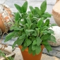 Echte salie - 130 zaden - Salvia officinalis