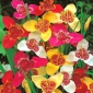 Tigridia, Tiger Flower Mix - 10 květinové cibule