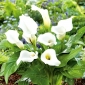 Zantedeschia, Calla Lily White - луковица / грудка / корен