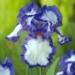 Iris germanica, Deutsche Schwertlilie, Ritter-Schwertlilie, Blaue Schwertlilie, Echte Schwertlilie Blue and White