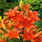 Lilium, Lily Asiatic Orange