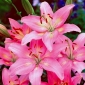 Lilium, Lily Asiatic Pink