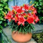 Crimson Pixie – dwarf lily – 1 pc