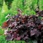 Heuchera, Alumroot Purple Palace - луковица / грудка / корен - Heuchera diversifolia