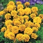 Marigold Yellow Yangın tohumları - Tagetes patula nana fl. pl. - 350 tohum - Tagetes patula L.
