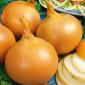 Onion "Yellow Sweet Spanish" - sweet, Iberic onion - 1250 seeds