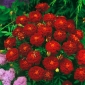 Marigold galben maro "Carmen" - 350 de semințe - Tagetes patula L.
