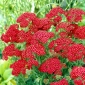 Yarrow comum "Red Velvet" - flores vividamente vermelhas - 