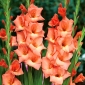 Gladiolus "Jessica" - 5 kpl - 