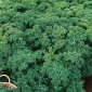 Kelj "kaplar" - nisko raste s tamno zelenim, sjajnim listovima - 300 sjemenki - Brassica oleracea convar. acephala var. Sabellica - sjemenke