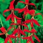Sprekelia Formosissima, Aztec Lilies, Jacobean Lilies - čebulica / gomolj / koren