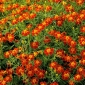 Невена Ред Гем семена - Тагетес тенуифолиа - 390 семена - Tagetes tenuifolia