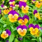 Horned orvokki "Orange Purple"; sarvinen violetti - 20 siementä - Viola cornuta - siemenet