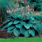 Hosta, planta Lily Blue Angel - bulb / tuber / rădăcină