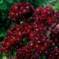 Sweet William Black Magic zaden - Dianthus barbatus - 450 zaden