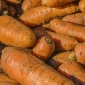 Forage carrot "Krystyna" - 10 g
