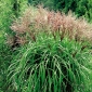 Maiden silvergrass - Extrême-Orient - 