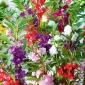 Garden Balsam，Jewelweed种子 -  Impatiens balsamina  -  100粒种子 - 種子