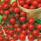 Red Tall Cherry Tomato Semințe Pokusa - Lycopersicon lycopersicum - 480 semințe - Lycopersicon esculentum Mill 