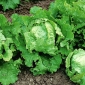 Iceberg lettuce "Samba" - pale green leaves - 400 seeds