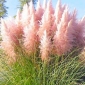 Trava ružičastog pampasa - podloga
