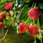 תות "קשת אוצר F1" - 5 זרעים - Fragaria ×ananassa