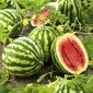 Watermeloen - Crimson Sweet - 12 zaden - Citrullus lanatus