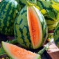 Vattenmelon - Orangeglo - Citrullus lanatus - frön
