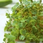 Semená klíčkov - hnedá horčica (Brassica juncea) - 12000 semien - 