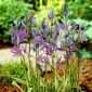 Camas Blue Melody - 10 st; quamash, indisk hyacint, camash, vild hyacint, Camassia