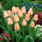 Tulip 'Apricot' - 5 piezas