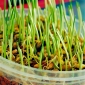 Sprouting seeds - barley