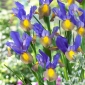 Hollandalı iris - Mistik Güzellik - 10 adet - 
