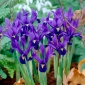 Reticulate iris - Pixie - 10 pcs - 