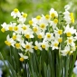 Daffodil, narcissus 'Canaliculatus' - 5 pcs